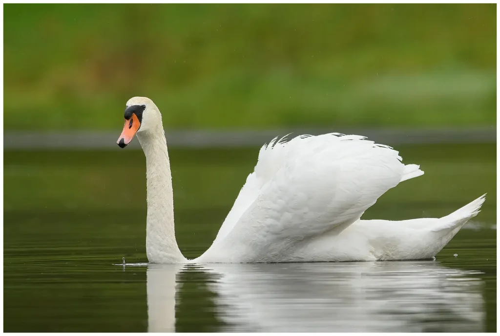 Knölsvan - (Mute Swan)