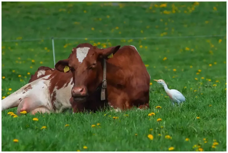 Kohäger - (Cattle Egret) - och en ko