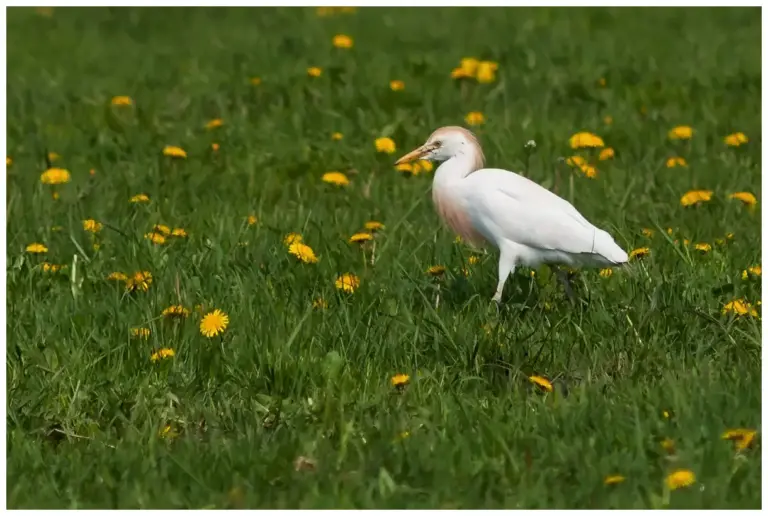 Kohäger - (Cattle Egret)