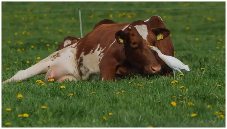 Kohäger - (Cattle Egret) - och ko