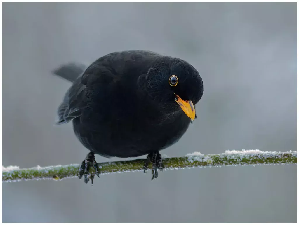 Koltrast - Blackbird - hane sitter på en gran med frost på