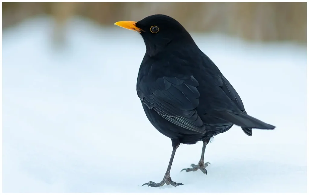 Koltrast - Blackbird - en hanne står i snön