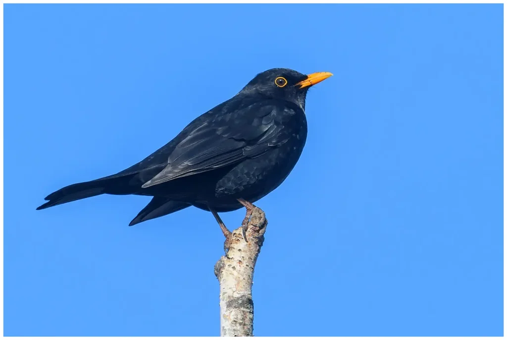 Koltrast - Blackbird - hane sitter i toppen på en gren