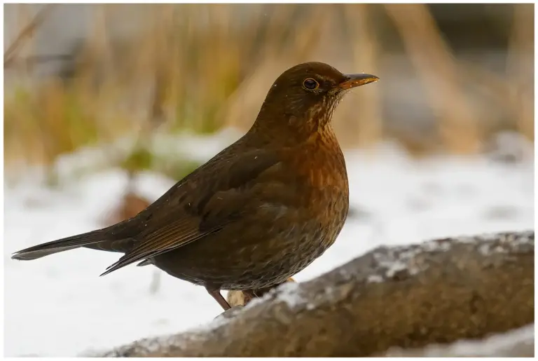 Koltrast - Blackbird