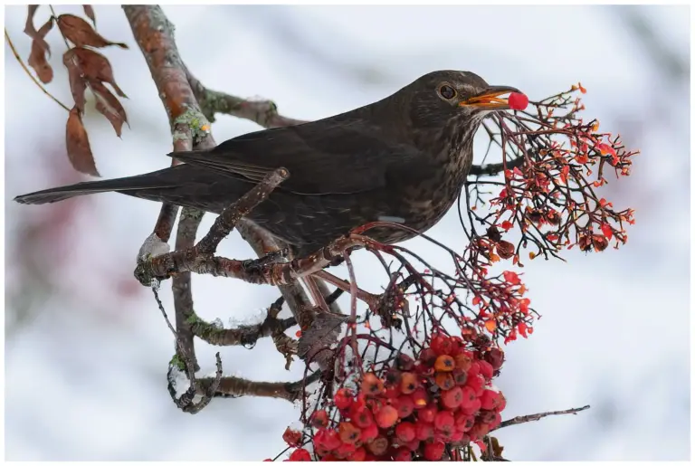 Koltrast - Blackbird - med rönnbär i näbben