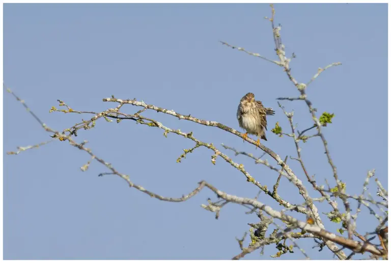 Kornsparv - Corn Bunting