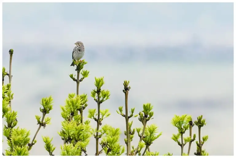 Kornsparv - Corn Bunting