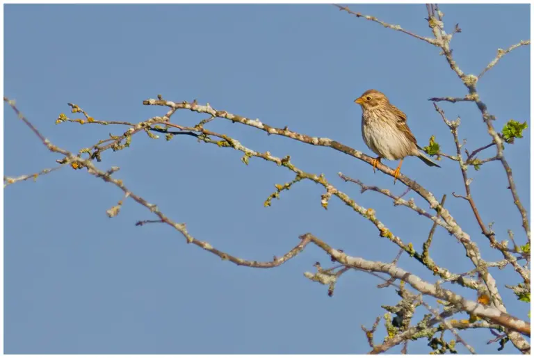 Kornsparv - Corn Bunting