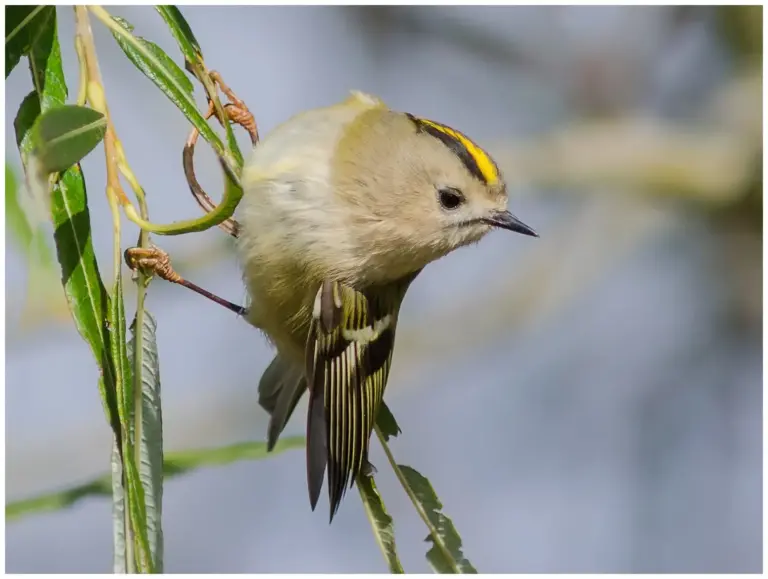 Kungsfågel - (Goldcrest)