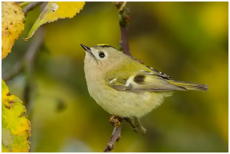 Kungsfågel - (Goldcrest)