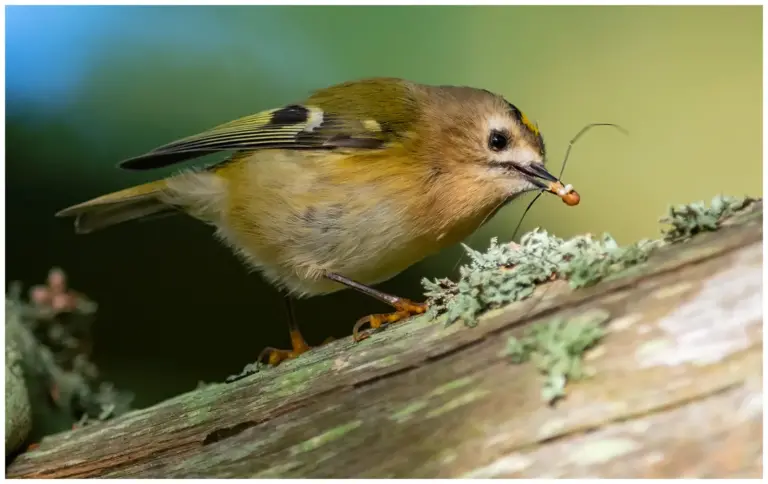 Kungsfågel - (Goldcrest)