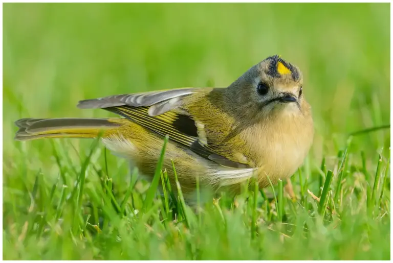 Kungsfågel - (Goldcrest)