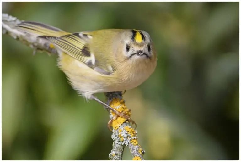 Kungsfågel - (Goldcrest)