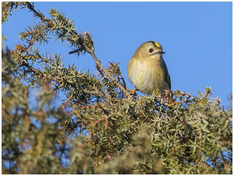 Kungsfågel - (Goldcrest)