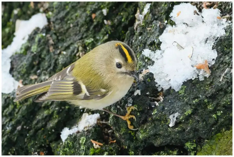 Kungsfågel - (Goldcrest)