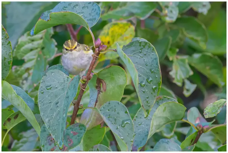 Kungsfågelsångare - (Pallas’s leaf warbler)