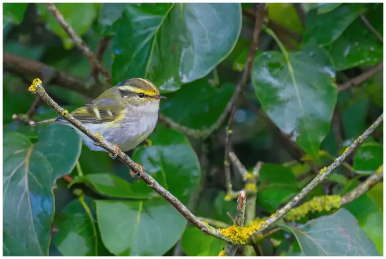 Kungsfågelsångare - (Pallas’s leaf warbler)