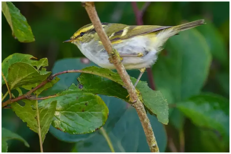 Kungsfågelsångare - (Pallas’s leaf warbler)