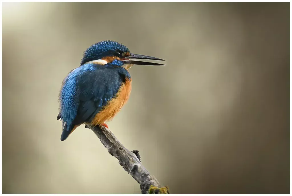 Kungsfiskare - (Kingfisher) toppen på en gren med näbb öppen