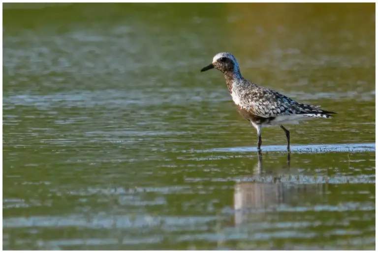 Kustpipare - (Grey Plover) - adult