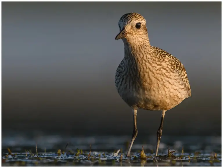 Kustpipare - (Grey Plover)