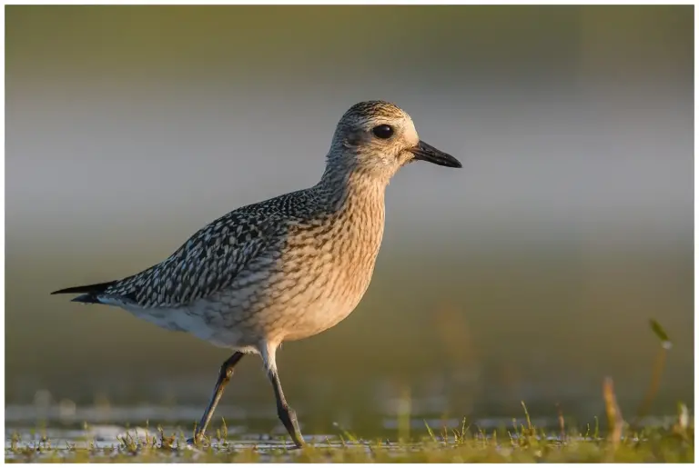 Kustpipare - (Grey Plover) - ungfågel i profil