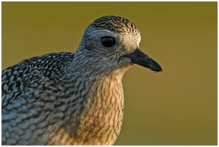 Kustpipare - (Grey Plover) - ungfågel