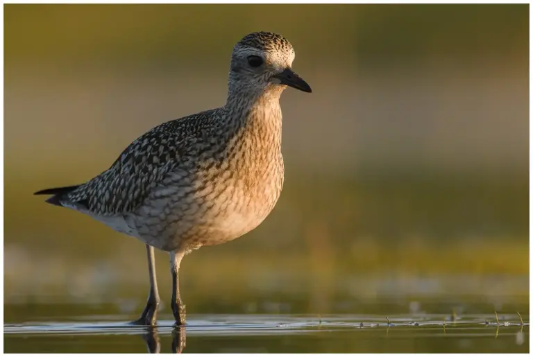 Kustpipare - (Grey Plover)