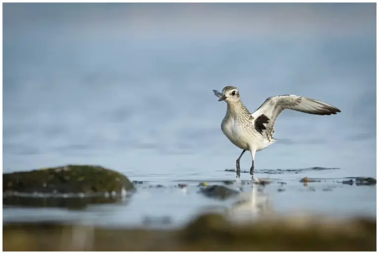 Kustpipare - (Grey Plover) - svarta armhålor