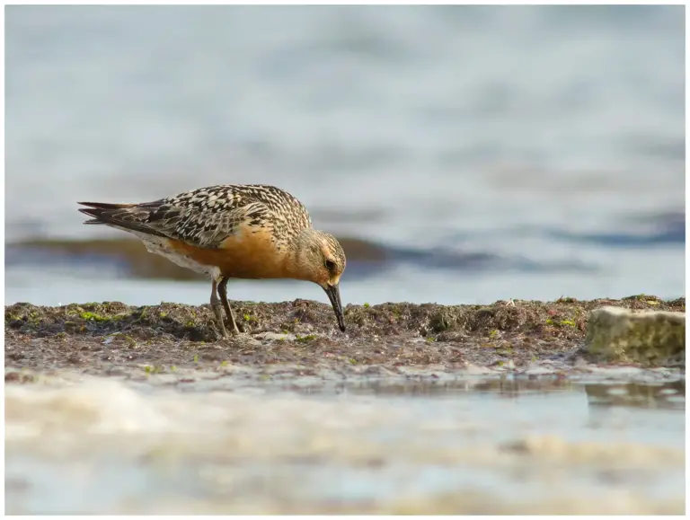 kustsnappa - (calidris canutus)