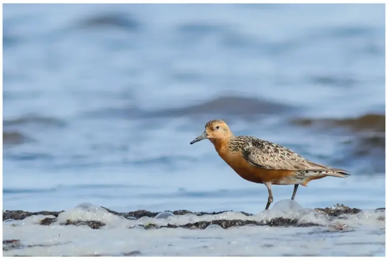 kustsnappa - (calidris canutus)