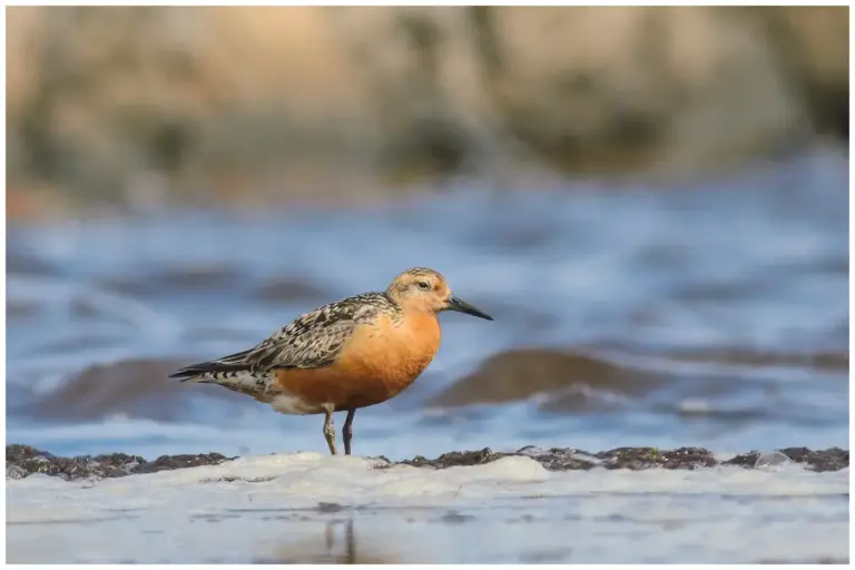 kustsnappa - (calidris canutus)