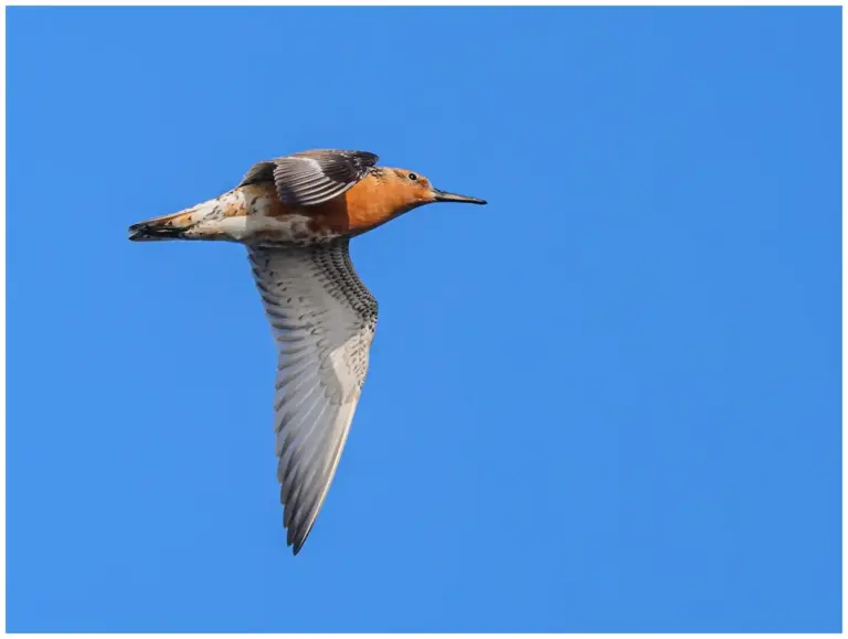 kustsnappa - (calidris canutus)