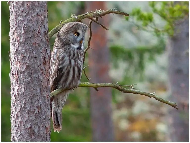 lappuggla sittandes på en gren i skogen och tittar åt höger i bilden