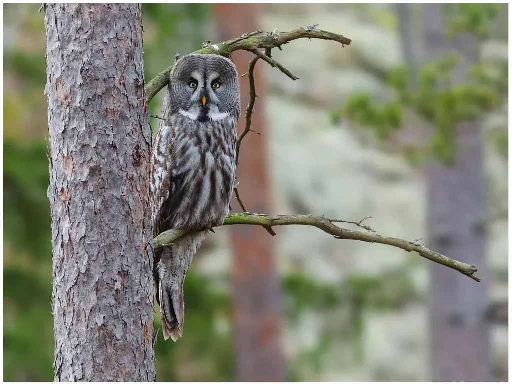 lappuggla sitter en gren av tall i skogen, tittar in med öppna ögon mot kameran