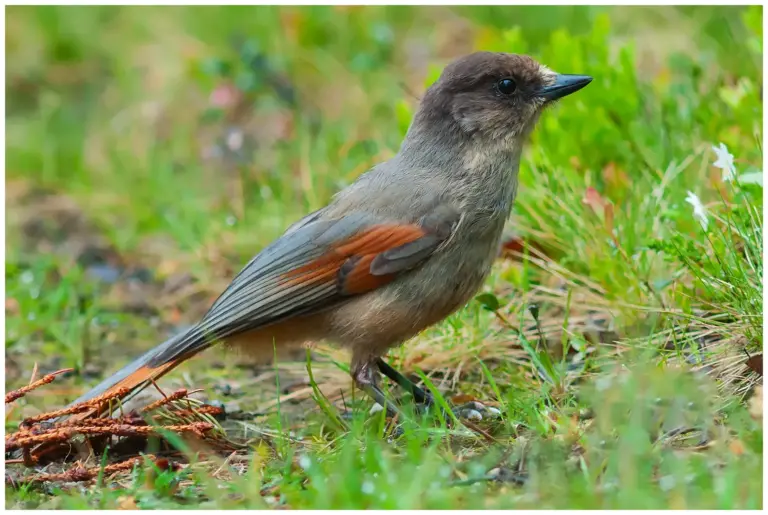 Lavskrika - (Siberian Jay) - på marken