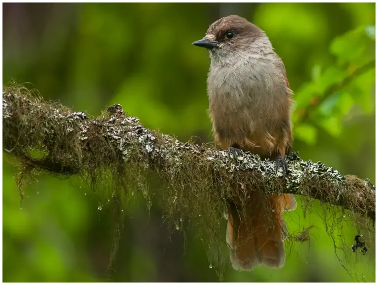 Lavskrika - (Siberian Jay) - siter på gren med lav