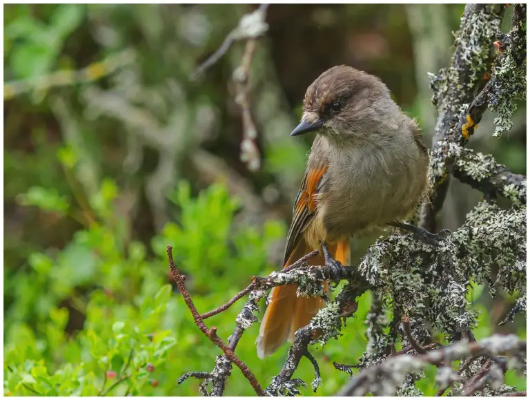 Lavskrika - (Siberian Jay)