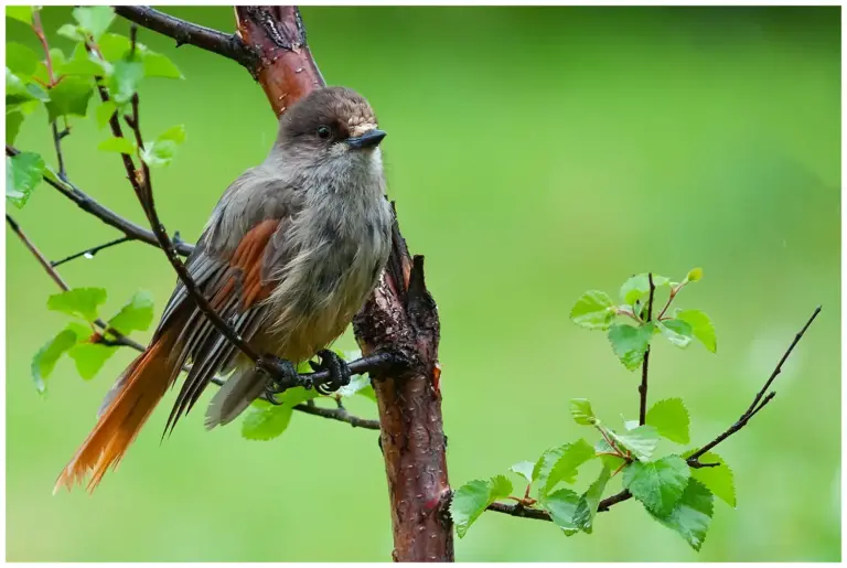 Lavskrika - (Siberian Jay)