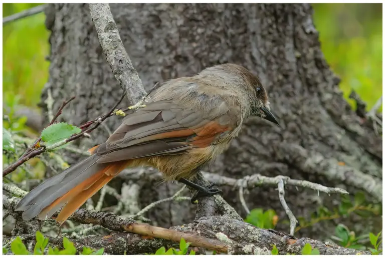 Lavskrika - (Siberian Jay)