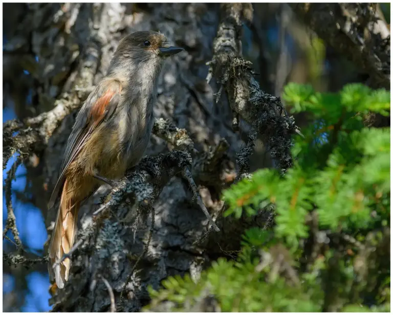 Lavskrika - (Siberian Jay)