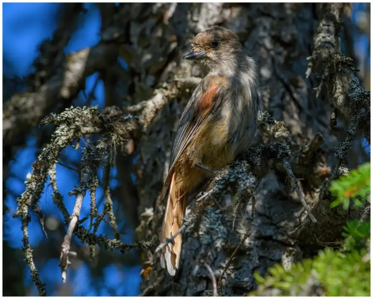 Lavskrika - (Siberian Jay)