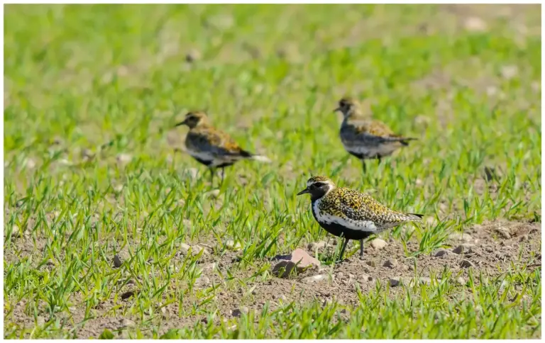 Ljungpipare - (European Golden Plover)