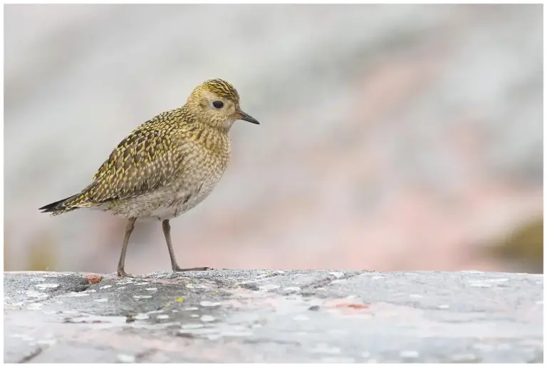 Ljungpipare - (European Golden Plover)