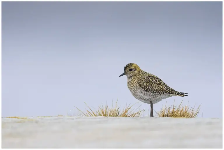 Ljungpipare - (European Golden Plover)