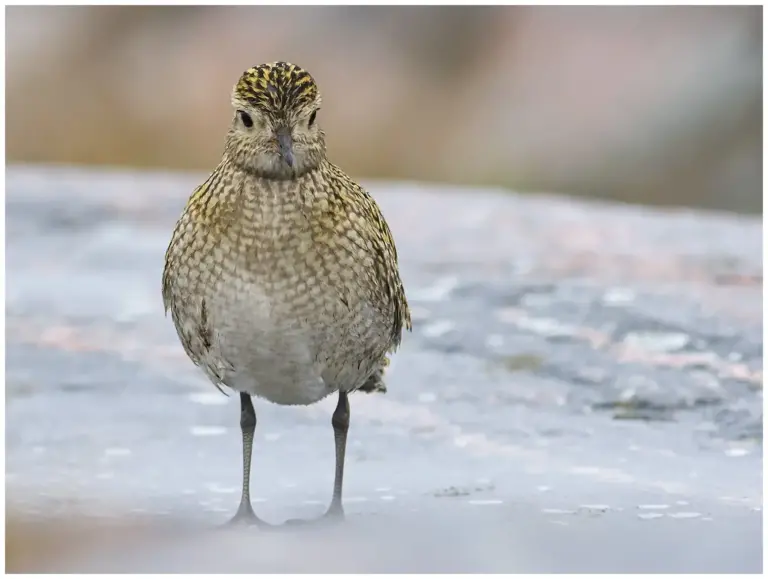 Ljungpipare - (European Golden Plover)