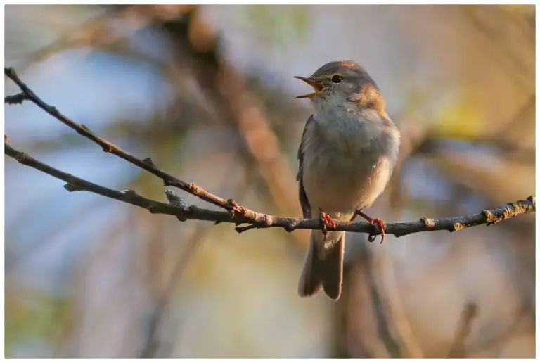 Lövsångare - (Willow Warbler)