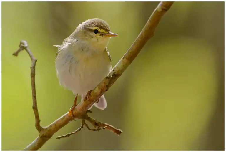 Lövsångare - (Willow Warbler)