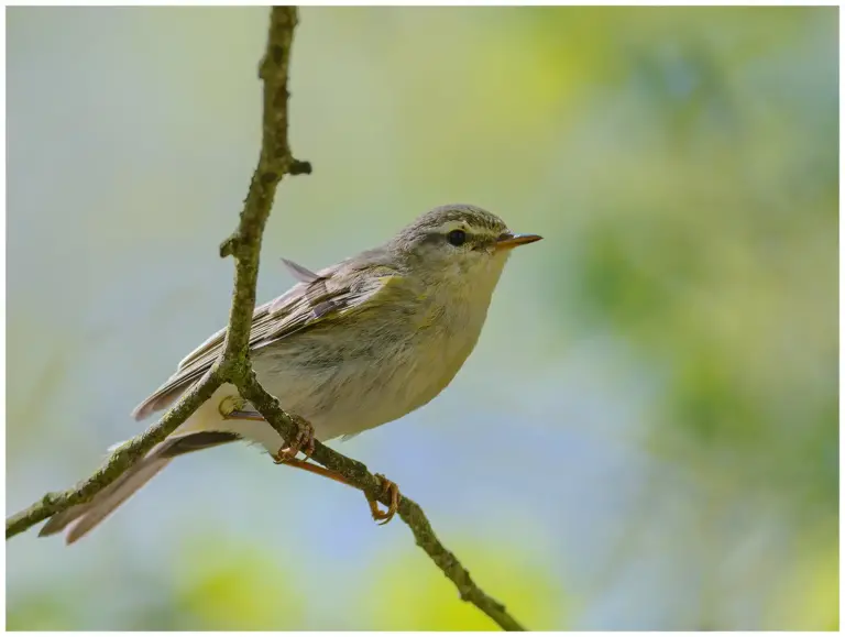 Lövsångare - (Willow Warbler)