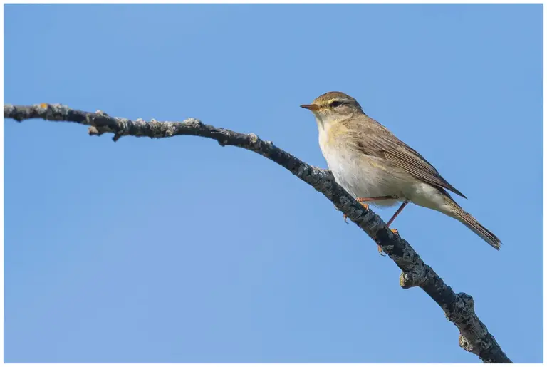 Lövsångare - (Willow Warbler)